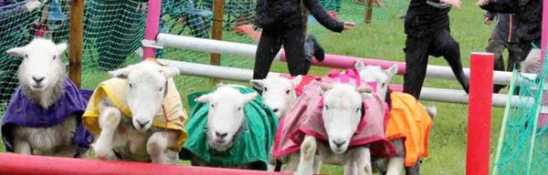 Ashover Show sheep race new