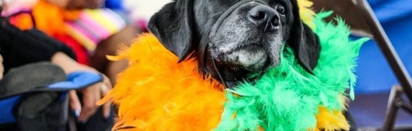 Dog lovers festival elvaston castle