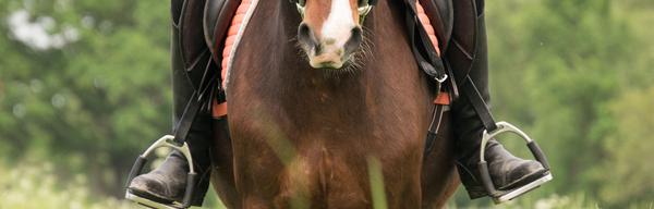 Horse riding 3389356 1920