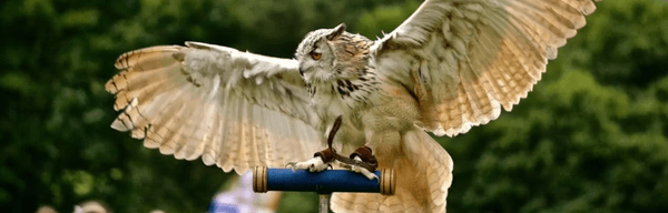 Ipstones Agricultural Show
